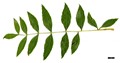 SpeciesSub: 'Aurea Pendula' SpeciesSub: 'Aurea Pendula'